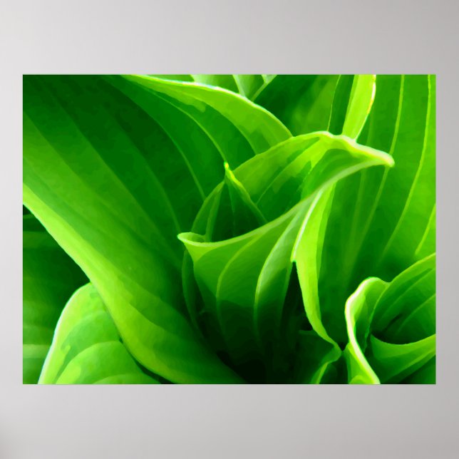 Poster Hosta Vert (Devant)