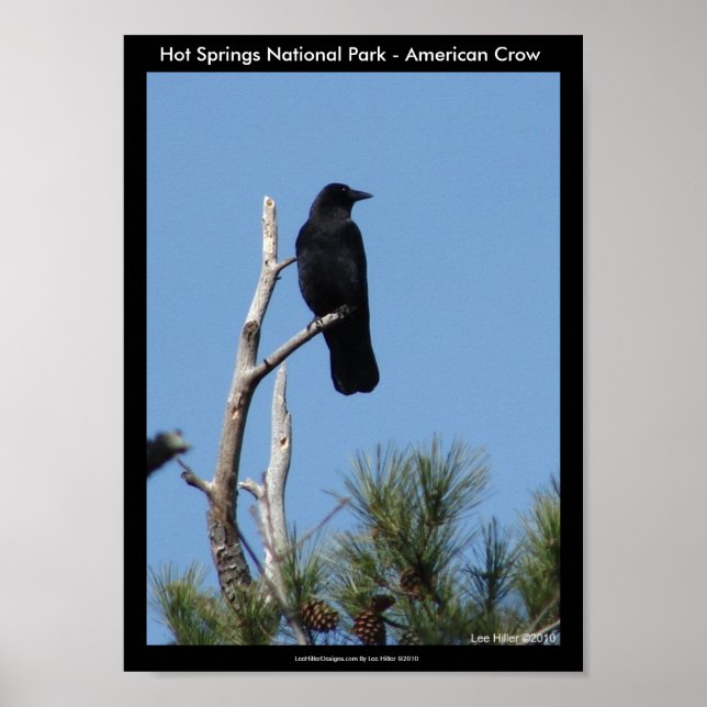 Poster Hot Springs National Park, AR - American Crow (Devant)