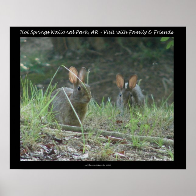 Poster Hot Springs National Park, AR Wild Rabbits Cadeaux (Devant)