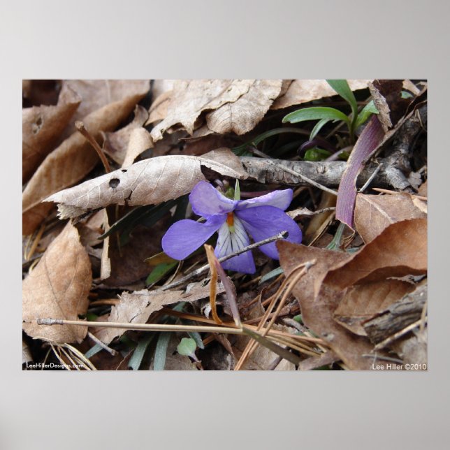 Poster Hot Springs National Park Fleur sauvage par Lee Hi (Devant)