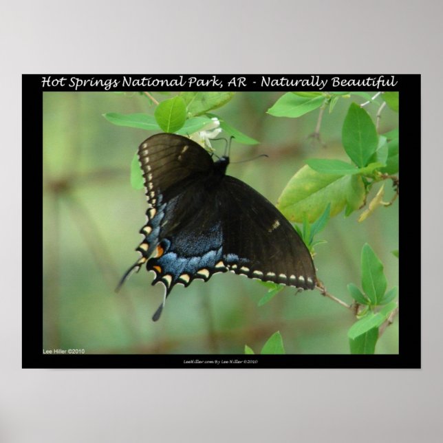 Poster Hot Springs National Park Swallowtail Butterfly (Devant)