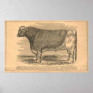Poster Hotspur, premier prix Taureau à Utica, 1863