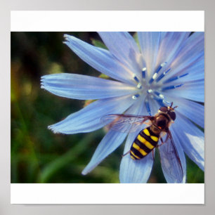Poster hoverfly sur le bleu