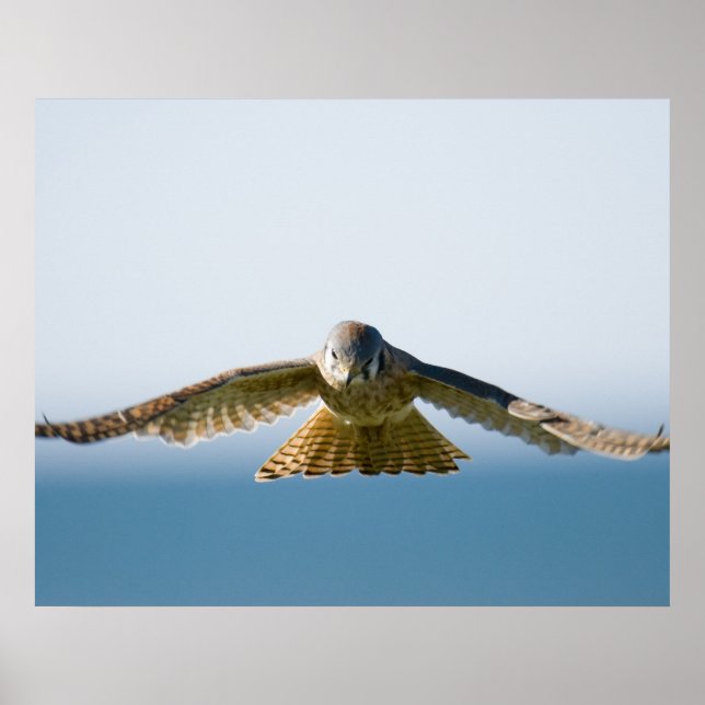 Poster Hovering Kestrel (Devant)