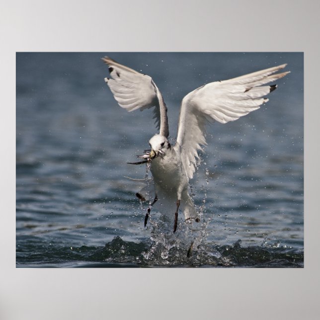 Poster Hovering Kittiwake (Devant)