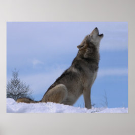Poster Howling Loup de bois de l'Alaska