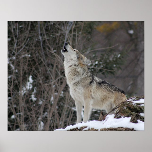 Poster Howling Wolf En Hiver (Devant)