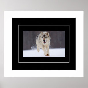 Poster-Howling Wolf Poster