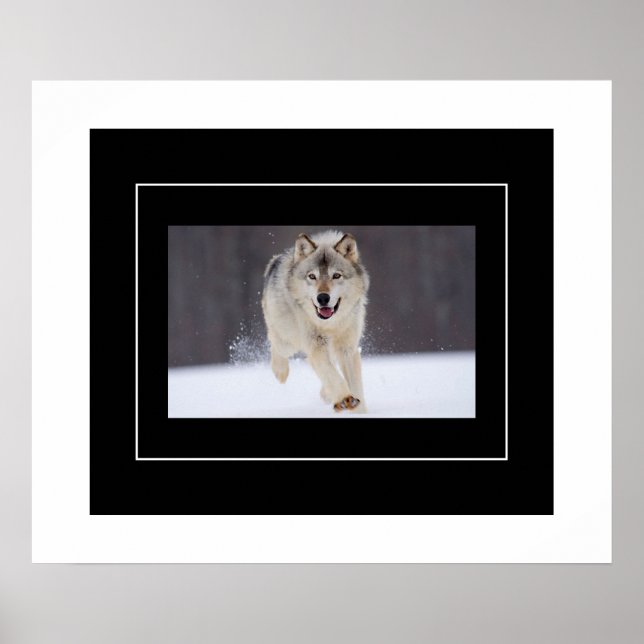 Poster-Howling Wolf Poster (Vorne)
