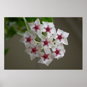 Poster Hoya lanceolata ssp. bella