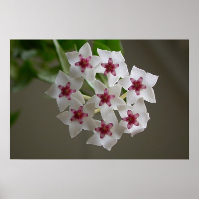 Poster Hoya lanceolata ssp. bella (Devant)