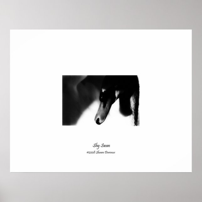 Poster, Hübscher Schwan, Schwarz & Weiß, Fotografi Poster (Vorne)
