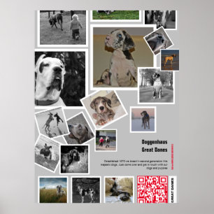 Poster Huge chiot Great Dane à vendre