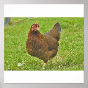 Poster Huhn
