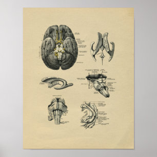 Poster Human Brain Anatomy 1902 Vintage Print