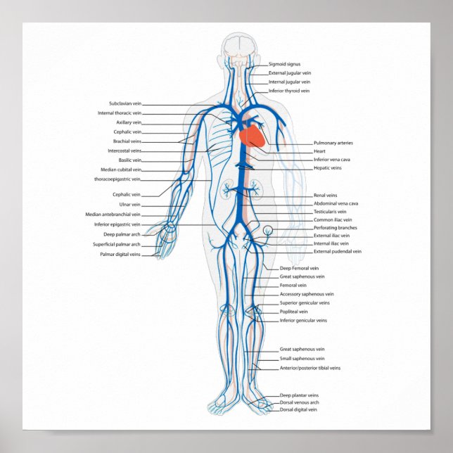Poster Human Circulatory System of Veins (Vorne)