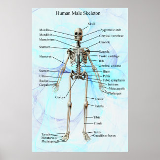 Poster Human Homme Skeleton