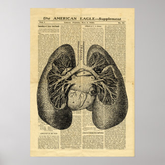 Poster Human Lungs Antique Anatomie auf Zeitung