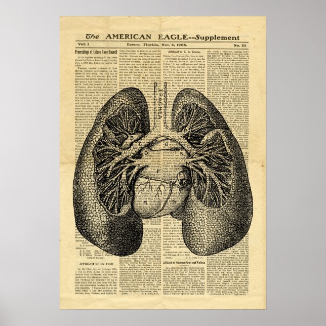 Poster Human Lungs Antique Anatomie auf Zeitung (Vorne)