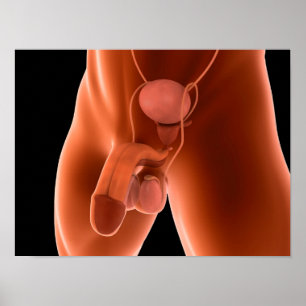 Poster Human Male Reproductive System 6