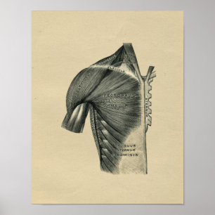 Poster Human Muscle Anatomy 1902 Vintage Print