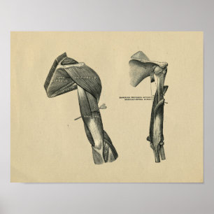 Poster Human Shoulder Arm Anatomy 1902 Vintage Print