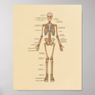 Poster Human Skeletal Bones Anatomy Print