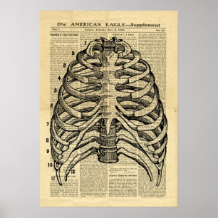 Poster Human Skeleton Thorax dans le journal