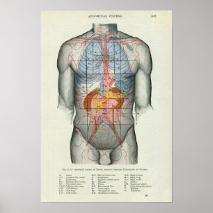 Poster Human Surface Anatomy Relation to Organs