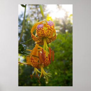 Poster Humboldt Lily