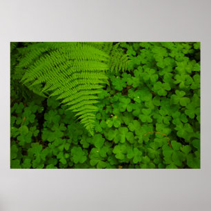Poster Humboldt Redwoods State Park