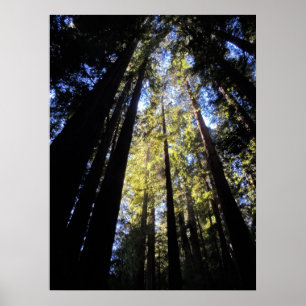 Poster Humboldt Redwoods State Park