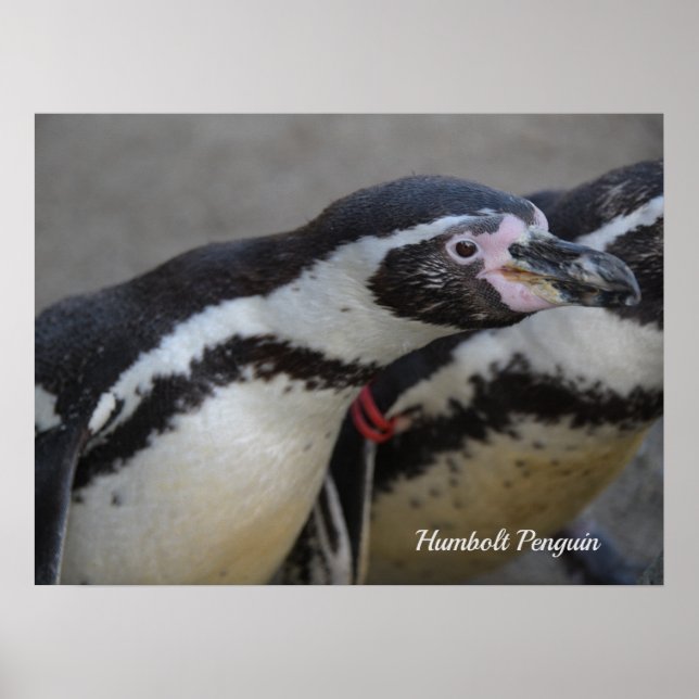 Poster Humbolt Penguin au zoo de Drusillas dans l'est du  (Devant)