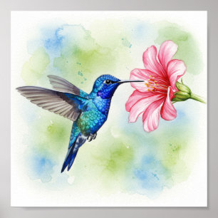 Poster Hummingbird feeding