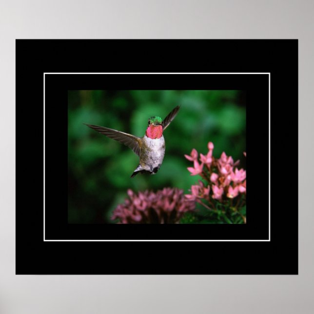 Poster-Hummingbird Poster (Vorne)