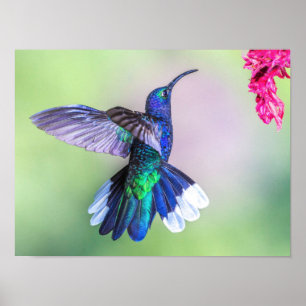 Poster Hummingbird violet volant dans une pose gracieuse
