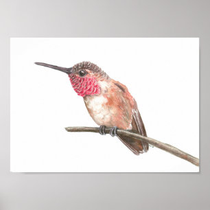 Poster Hummingbird watercolor