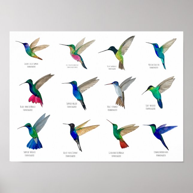 Poster Hummingbirds  (Devant)
