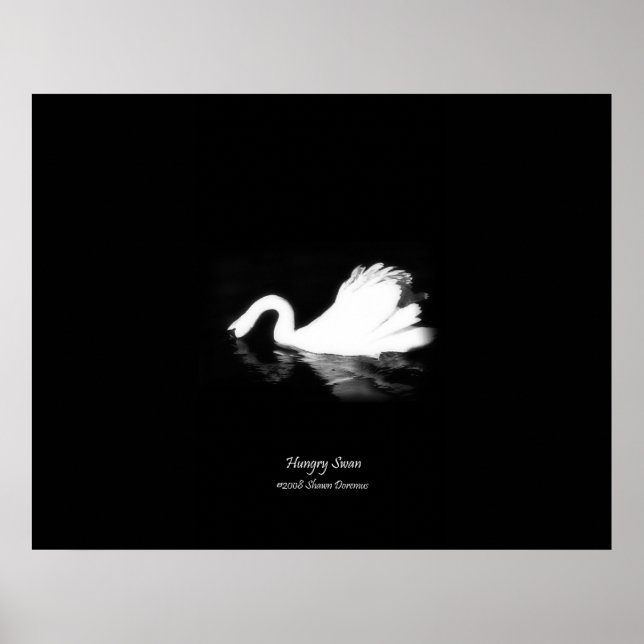 Poster, Hungerschwan, Schwarz & Weiß, Fotografie Poster (Vorne)