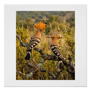 Poster Huppes d'oiseaux dans la nature paysage faune Flee