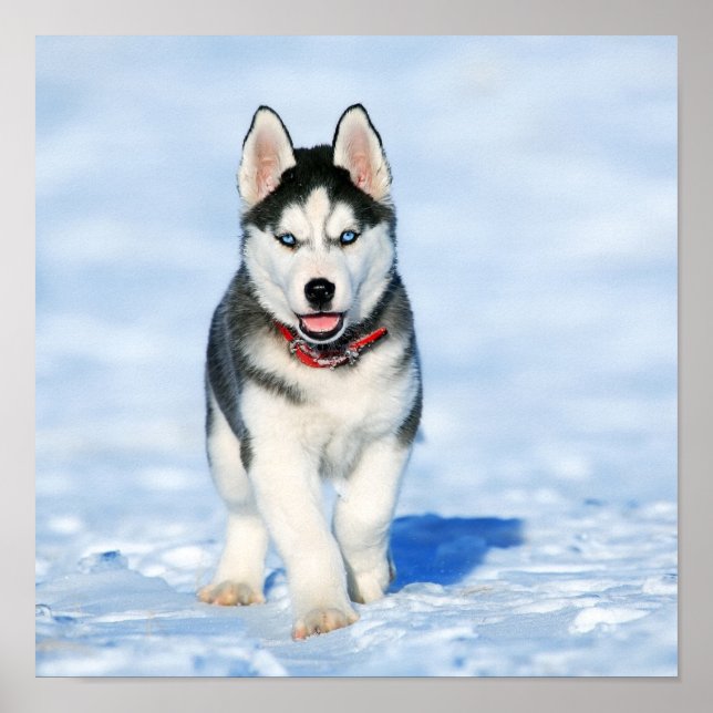 Poster Husky (Devant)