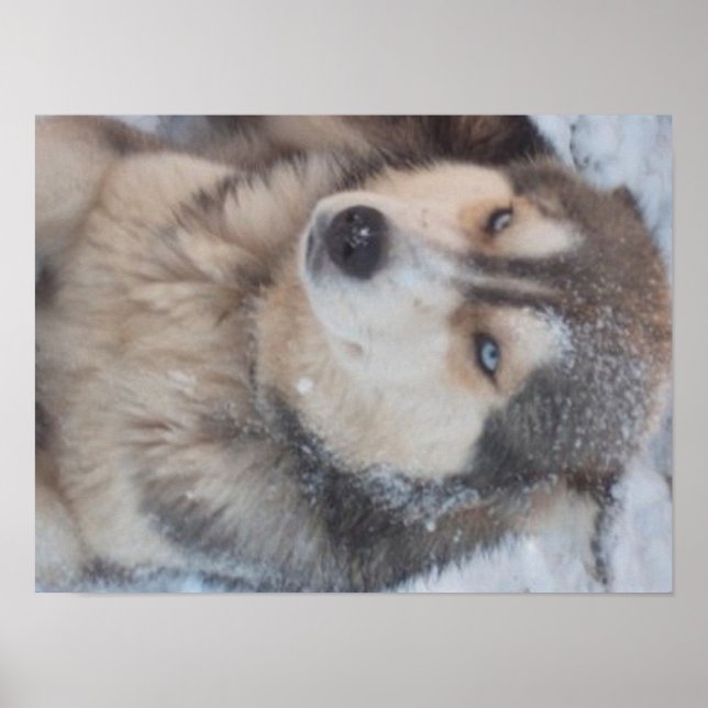 Poster Husky (Vorne)