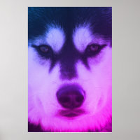 Poster Husky