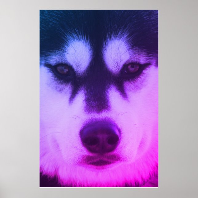 Poster Husky (Devant)