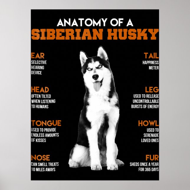 Poster Husky | Anatomie Des Chiens Husky Sibériens (Devant)