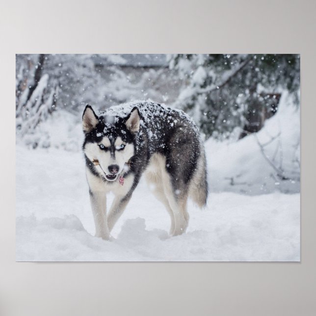 Poster Husky dans la neige (Devant)