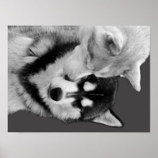 Poster Husky Love