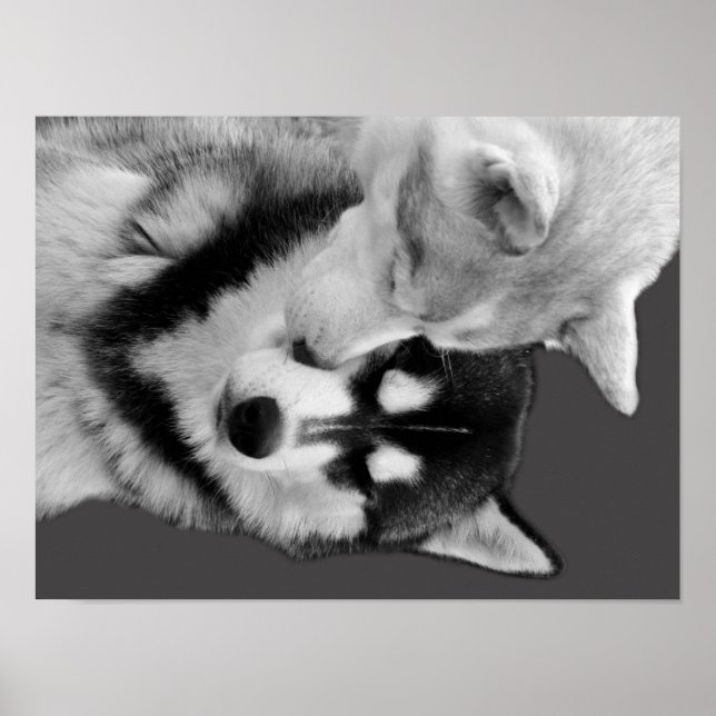 Poster Husky Love (Devant)