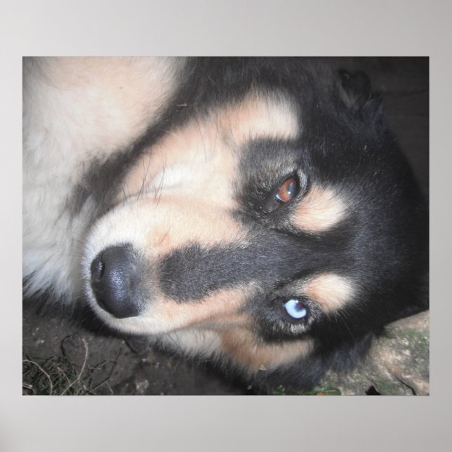 Poster Husky One Blue Eye One Brown Eye (Vorne)
