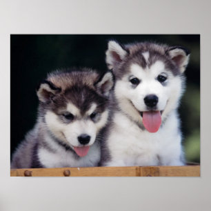 Poster Husky Puppy